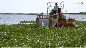 لإنقاذ النيل.. قطاع حماية النهر يكشف أبرز استراتيجياته لمكافحة نبات ورد النيل 1